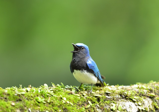 裏磐梯高原ホテル　バードウォッチング